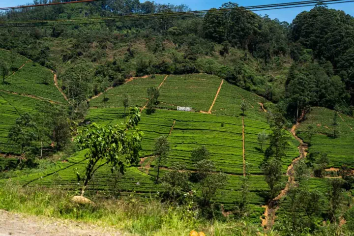 Nuwara Eliya