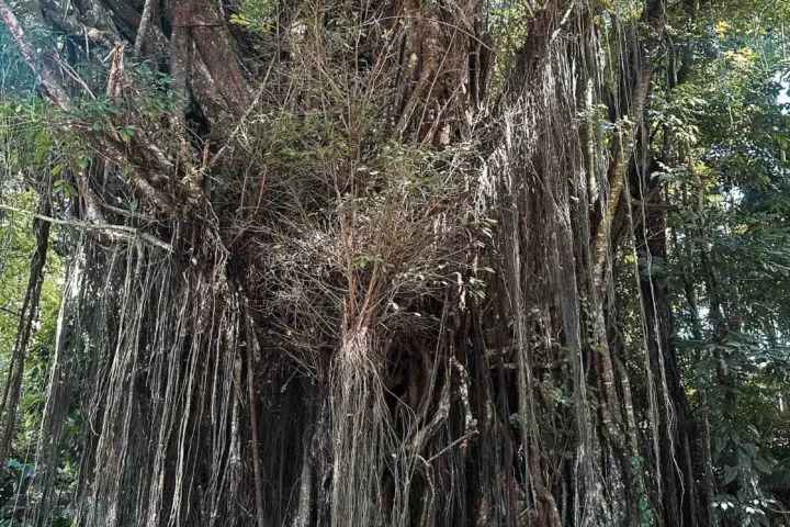 Siquijor