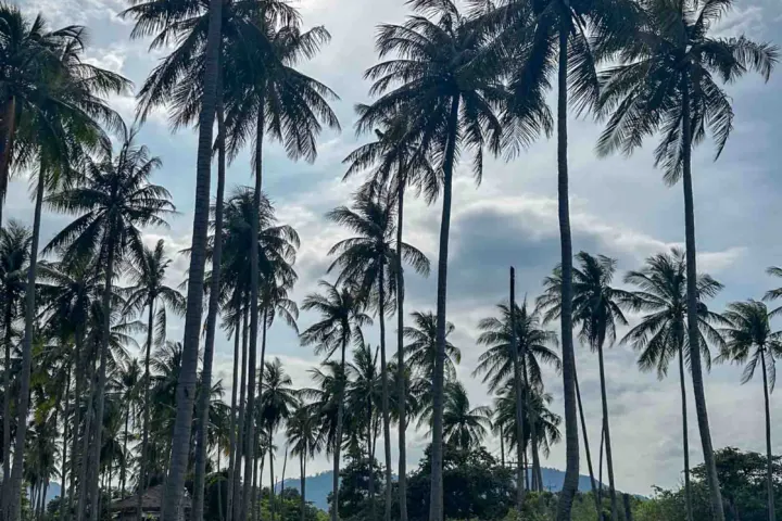 Krabi