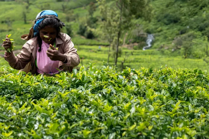 Sri Lanka: Herbaciany szlak
