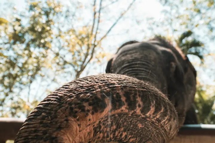 Etyczne sanktuarium słoni na Phuket (+400 PLN/os.)