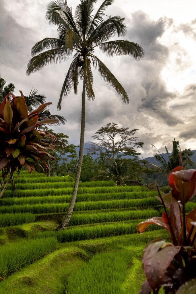 Insta Bali