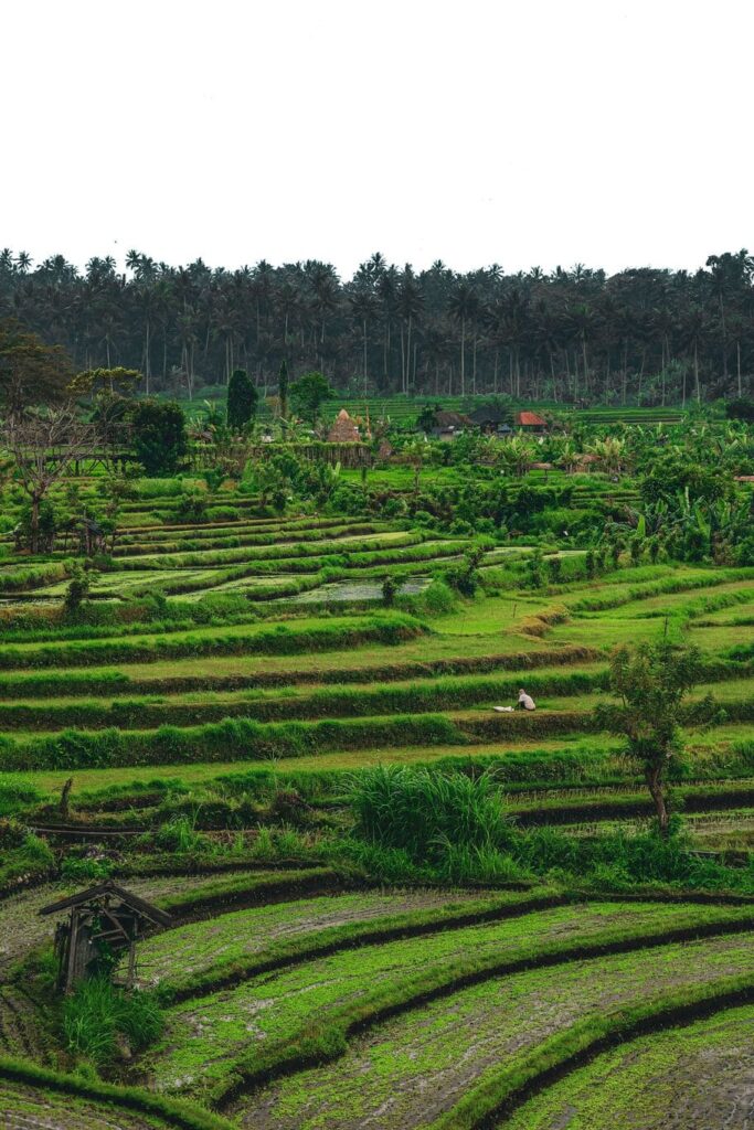 Insta Bali