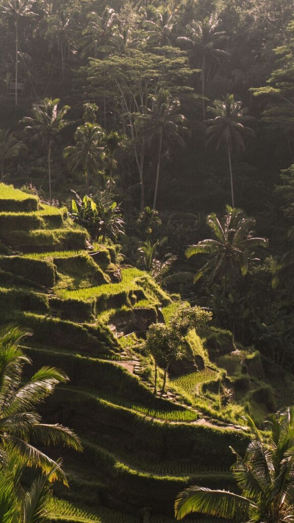 Insta Bali