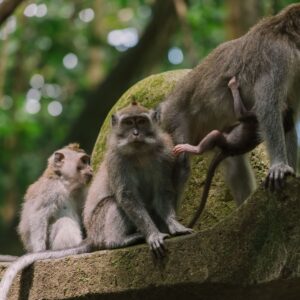 Insta Bali