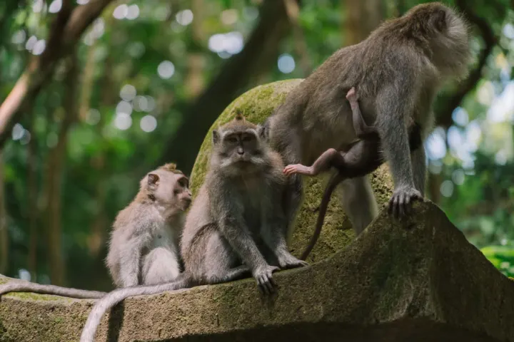Insta Bali
