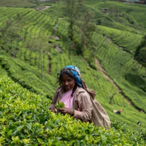 Sri Lanka: Słonie i leżaki