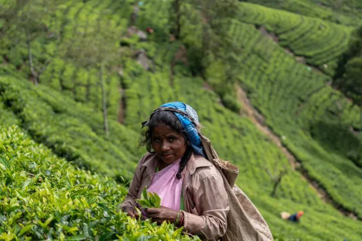 Sri Lanka: Słonie i leżaki