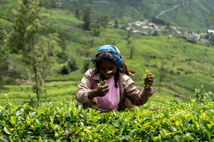 Sri Lanka: Herbaciany szlak