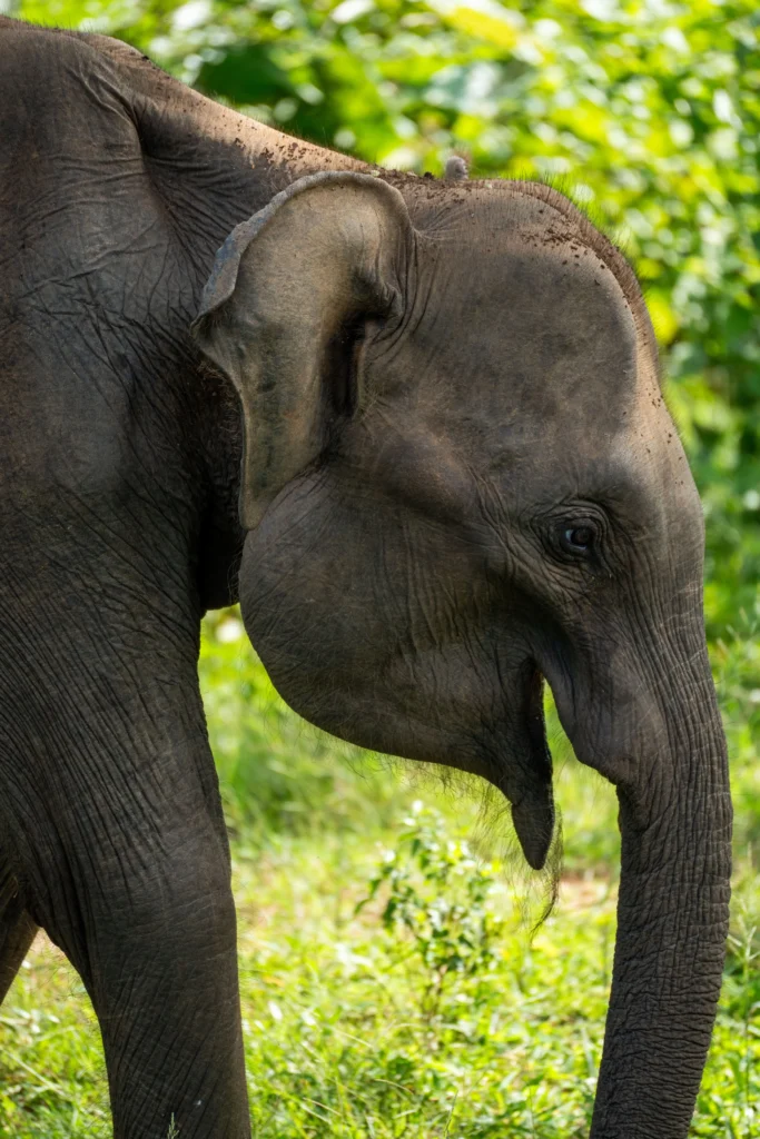 Sri Lanka: Herbaciany szlak