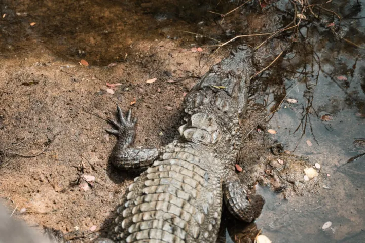 Safari o poranku w Parku Narodowym Udawalawe (300 PLN/os)