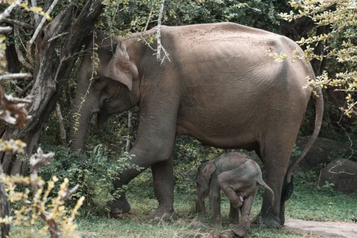Safari o poranku w Parku Narodowym Udawalawe (300 PLN/os)