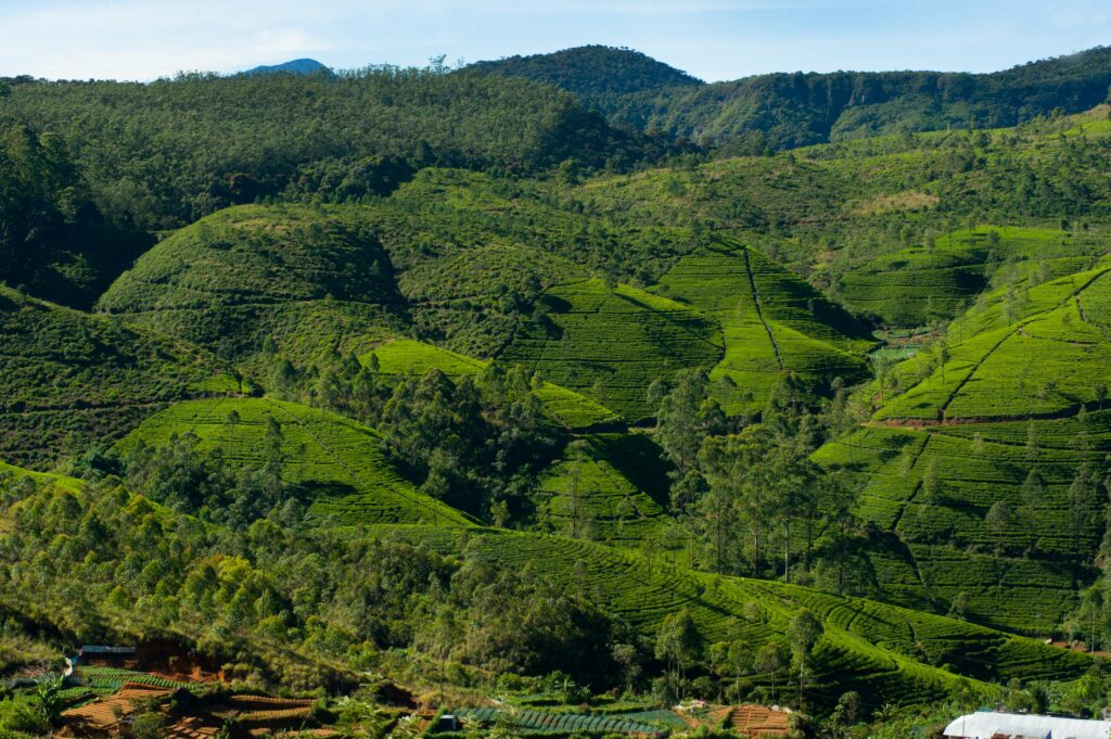 Sri Lanka: Słonie i leżaki